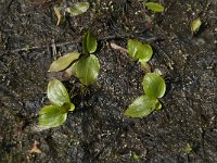 Potamogeton gramineus 2, Ongelijkbladig fonteinkruid, Saxifraga-Jan van der Straaten